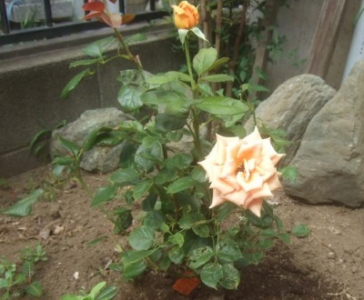 懐かしい黄色のバラ