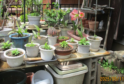 サファニア挿し木