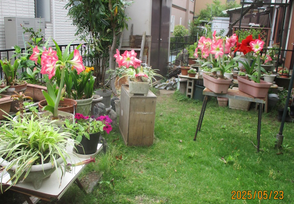 花壇アマリリス